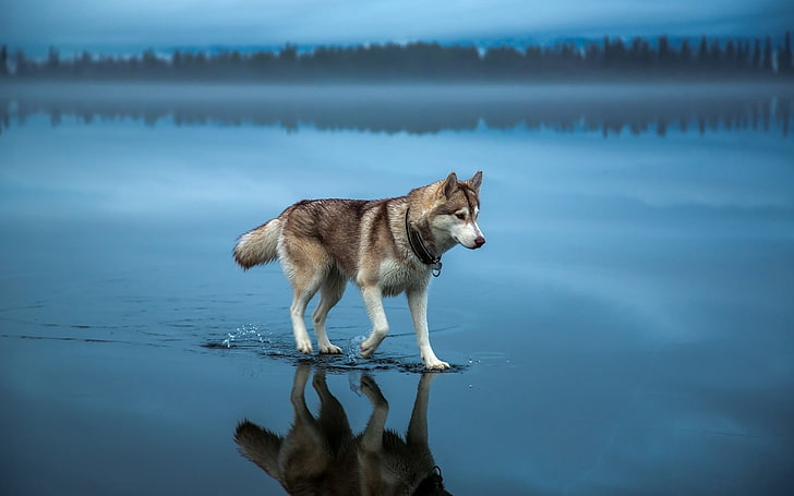 adult sable and white Siberian husky, water, nature, Dog, sled Dog