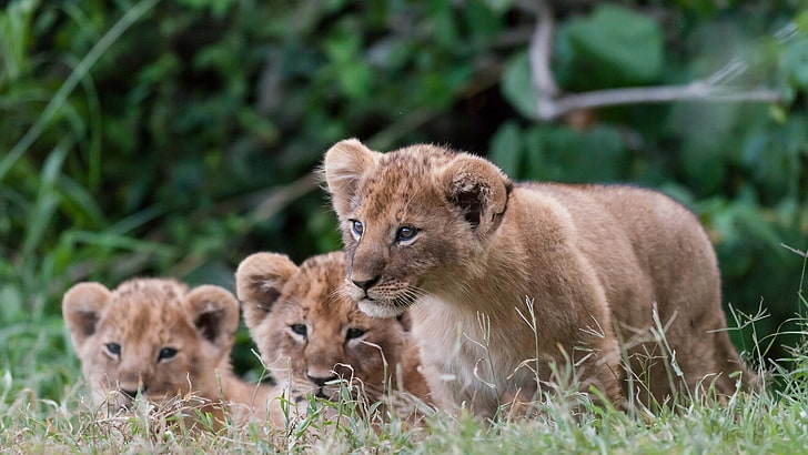 three brown cubs, lions, grass, eyes, wildlife, animal, lion - Feline, HD wallpaper