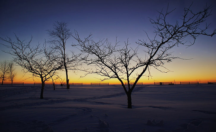 photography, winter, snow, landscape, trees, nature, sky, sunset