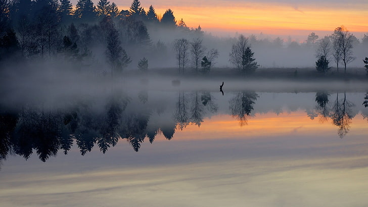 landscape photography of trees with fog, sunrise, reflection