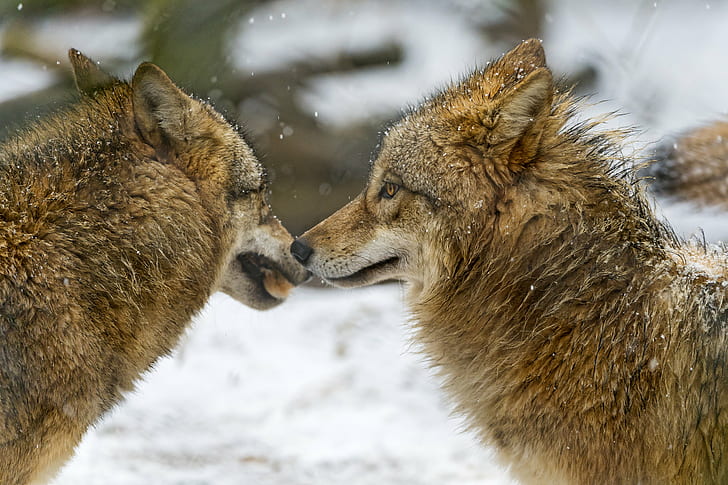 two brown wolves during daytime, wolves, Two wolves, nose, wolf