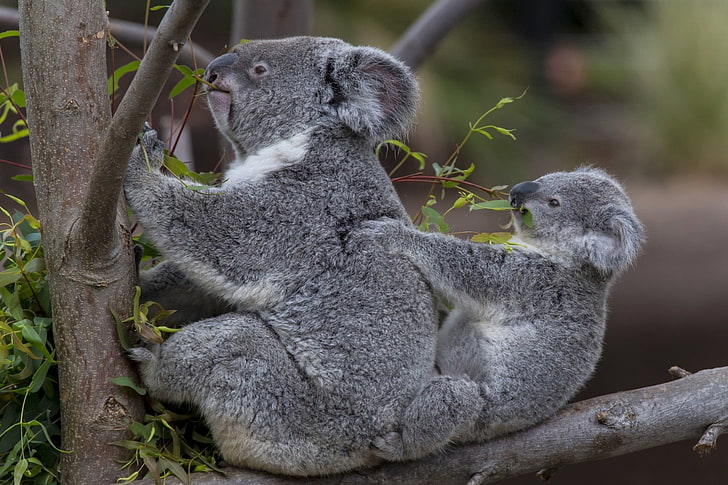 koala bear, koalas, tree, baby, couple, animal wildlife, animal themes, HD wallpaper
