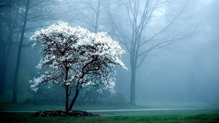 white cherry blossom, watermarked, trees, mist, nature, park, HD wallpaper