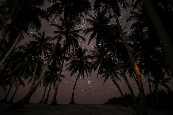 coconut trees, palms, starry sky, tropics, maldives, night, plant