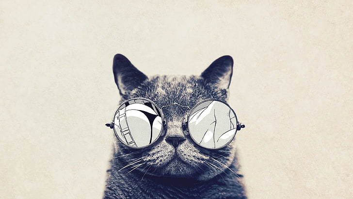 short-fur black and gray cat, glasses, animals, domestic Cat