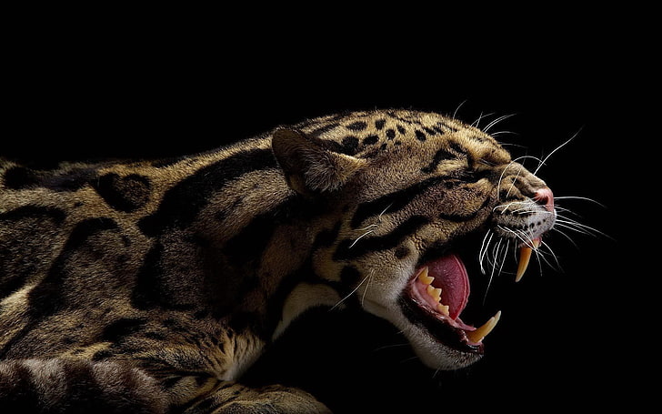 Image Of Wild Jaguar Wallpaper Background, Picture Of Jaguar Background  Image And Wallpaper for Free Download