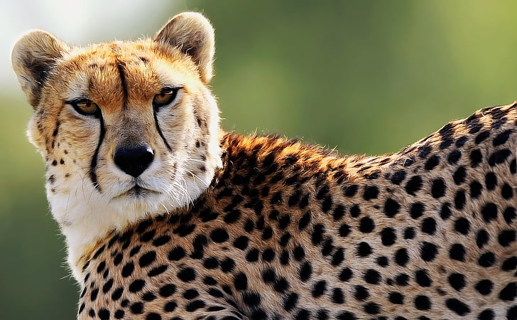 HD wallpaper: cheetah animal, look, face, predator, spot, wildlife, safari  Animals | Wallpaper Flare