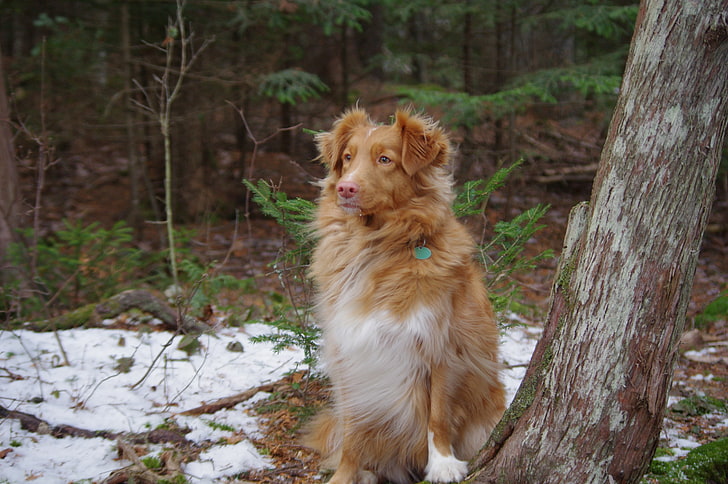 long-coated brown and white dog, Nova Scotia Duck Tolling Retriever, HD wallpaper