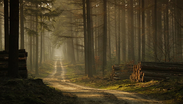 brown wood log, forest, mist, road, trees, sunlight, grass, morning, HD wallpaper