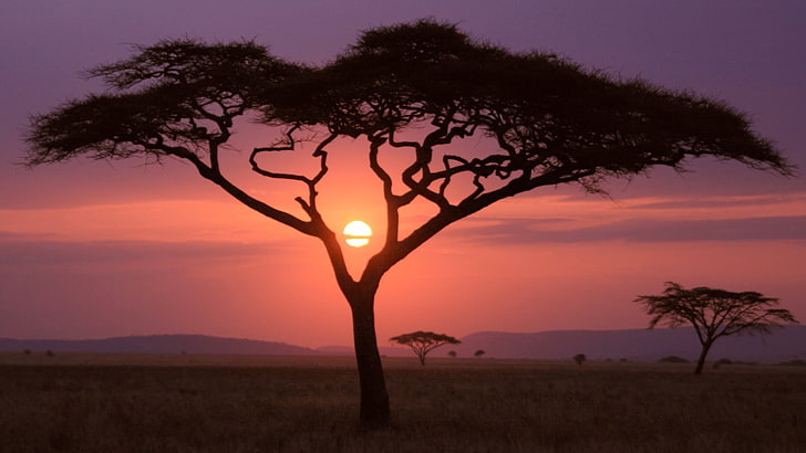 nature, sunset, silhouette, sunrise, sky, landscape, savanna, HD wallpaper