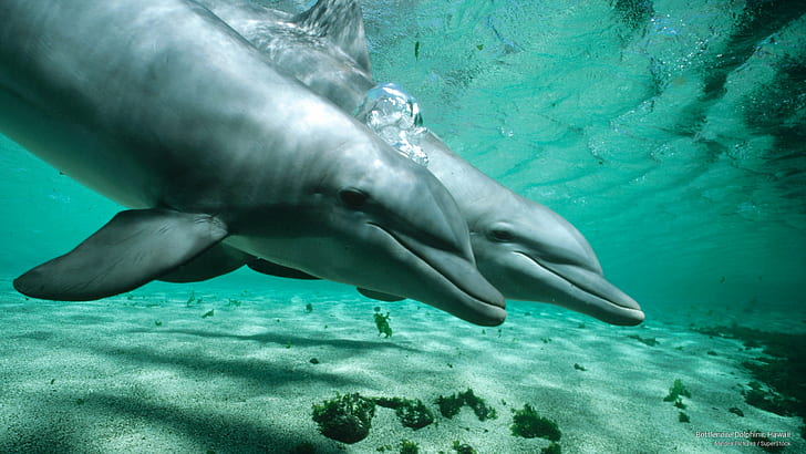 Bottlenose Dolphins, Hawaii, Animals