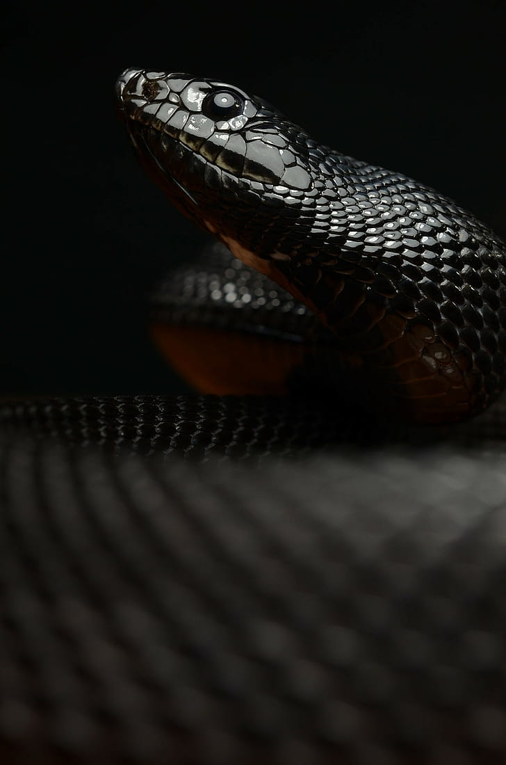 reptiles, snake, macro, HD wallpaper