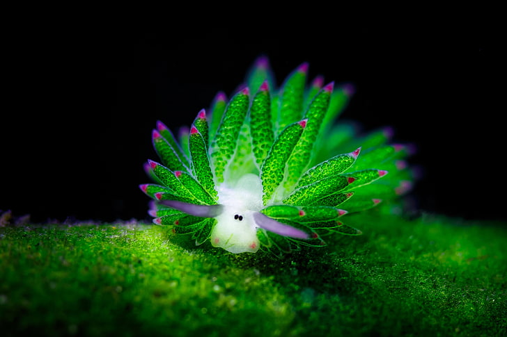 green and white petaled flower, animals, Nudibranchia, underwater