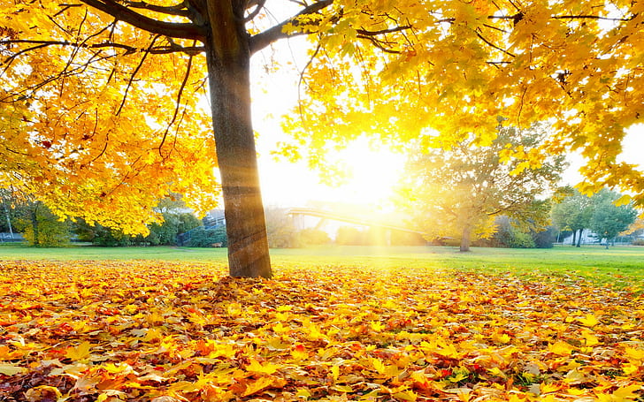Autumn leaves fall, tree, park, maple