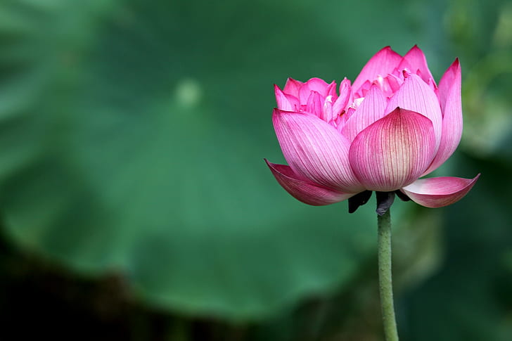 pink petaled flower, lotus, lotus, lotus Water Lily, nature, pink Color, HD wallpaper