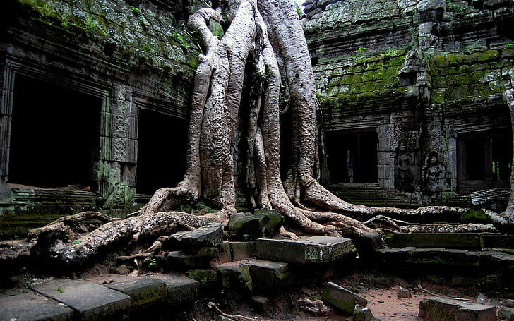 trees, ruin, roots, Cambodia, temple, Ta Prohm (cambodia), old