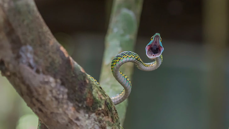 shallow focus photography of green snake, reptiles, open mouth, HD wallpaper
