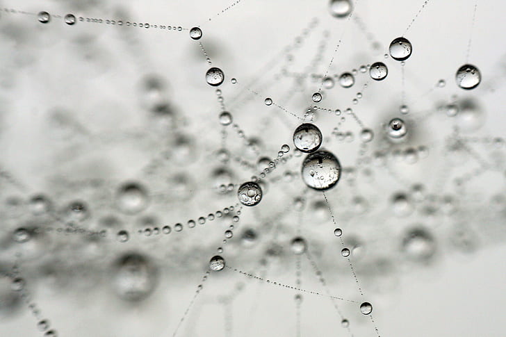 macro photograph of droplets, spider, spider, laundry, mini, web