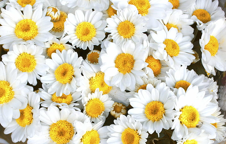 white petaled flowers, daisy, nature, yellow, plant, close-up, HD wallpaper