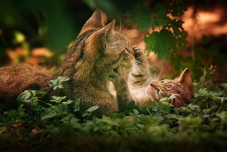 HD wallpaper: Playful Cats, love, nature, kitten, cute, animal, animals |  Wallpaper Flare