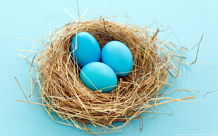 nests, eggs, blue background, cyan background, animal nest, HD wallpaper