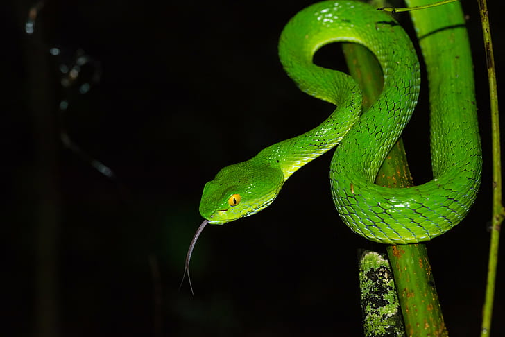 smooth green snake, trimeresurus, pit viper, khao yai national park, trimeresurus, pit viper, khao yai national park, HD wallpaper