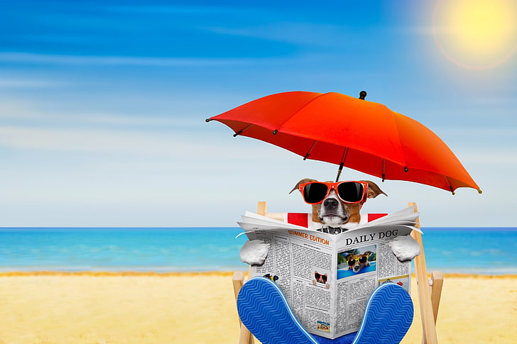 :), red, sun, umbrella, caine, animal, sea, beach, water, jack russell terrier, HD wallpaper