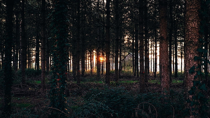 tall green trees, nature, forest, sunset, land, woodland, plant