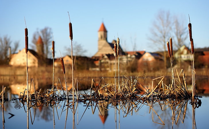 house, landscape, nature, reflection, Spikelets, water, plant, HD wallpaper