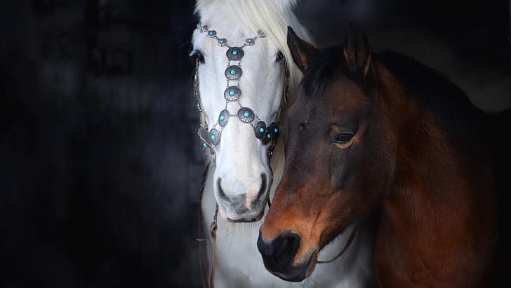 white, look, the dark background, horse, two, horses, portrait, HD wallpaper