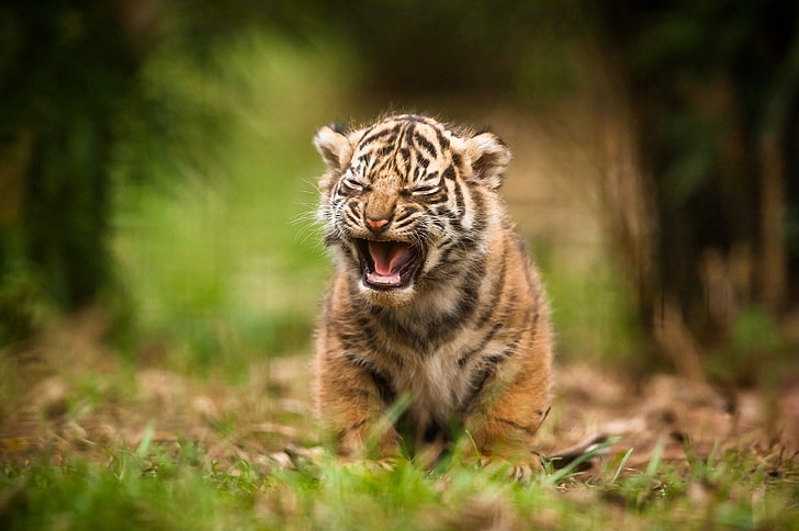 brown, black, and white tiger, animals, baby animals, animal themes