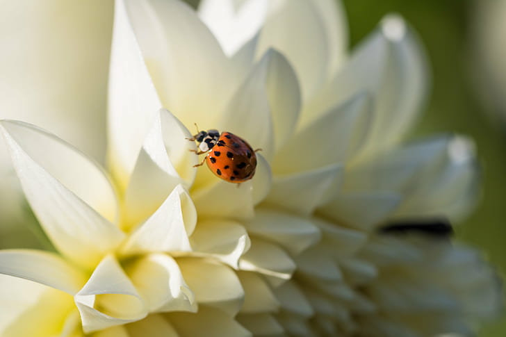 white flower with bug, lady bug, lady bug, Botanic garden, Botaniska trädgården, HD wallpaper
