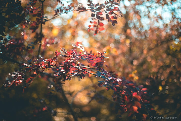 selective focus photography of red leafed tree, Crimea, nature, HD wallpaper