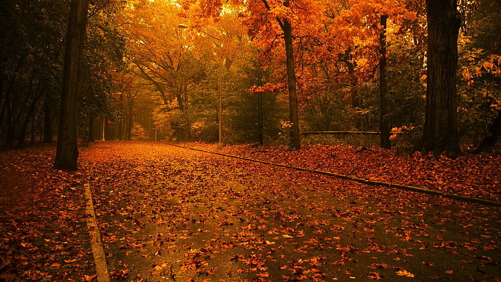 red and white floral area rug, photography, fall, forest, landscape, HD wallpaper