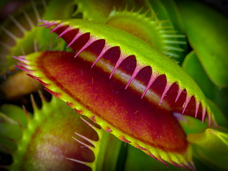 selective focus photography of Venus Fly Trap plants, meat, carnivorous  plant