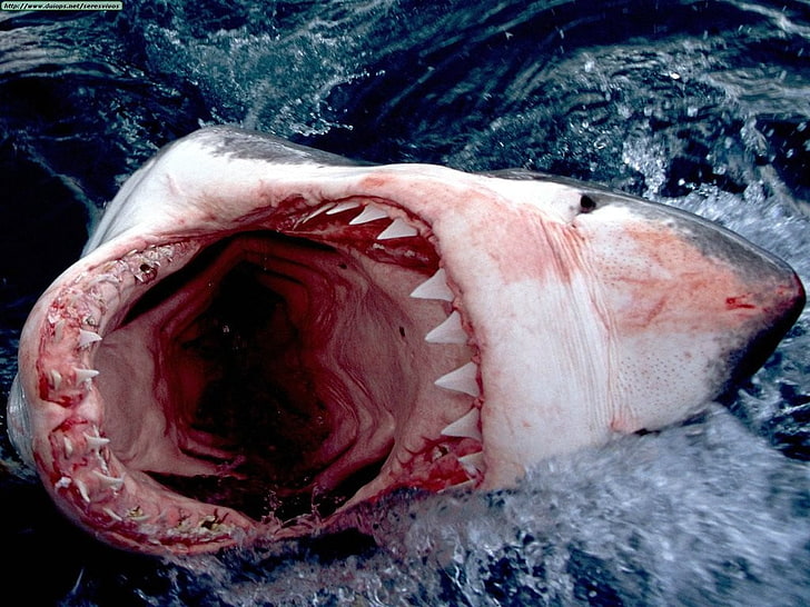 white shark, animals, water, close-up, vertebrate, sea, fish, HD wallpaper
