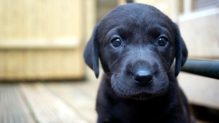 black puppy, closeup, dog, puppies, Labrador Retriever, animals, HD wallpaper