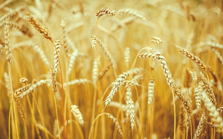 macro, nature, spikelets, cereal plant, crop, agriculture, wheat, HD wallpaper