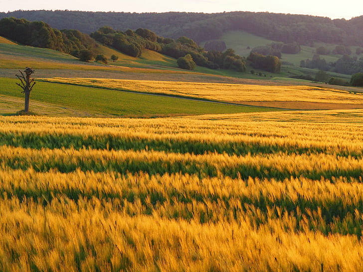 wheat field near mountain at daytime, fields, landscape, karst, HD wallpaper