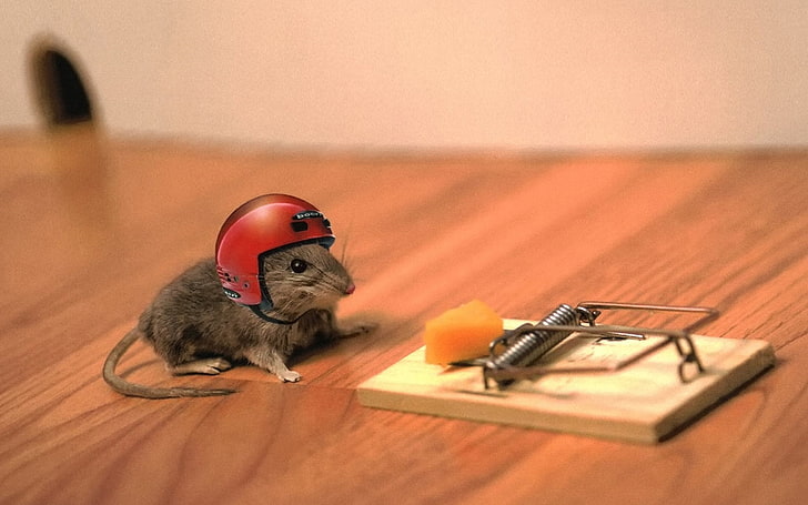 brown and gray mouse trap, cheese, helmet, funny, situation, mousetrap, HD wallpaper