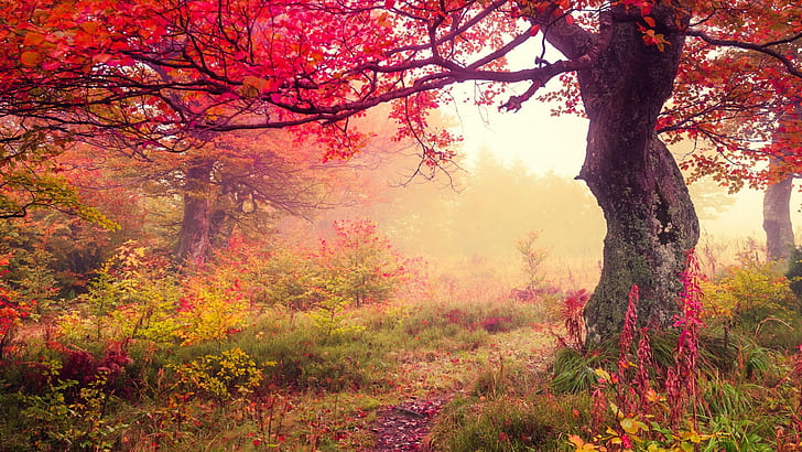 red leaf tree, fall, landscape, trees, plant, beauty in nature