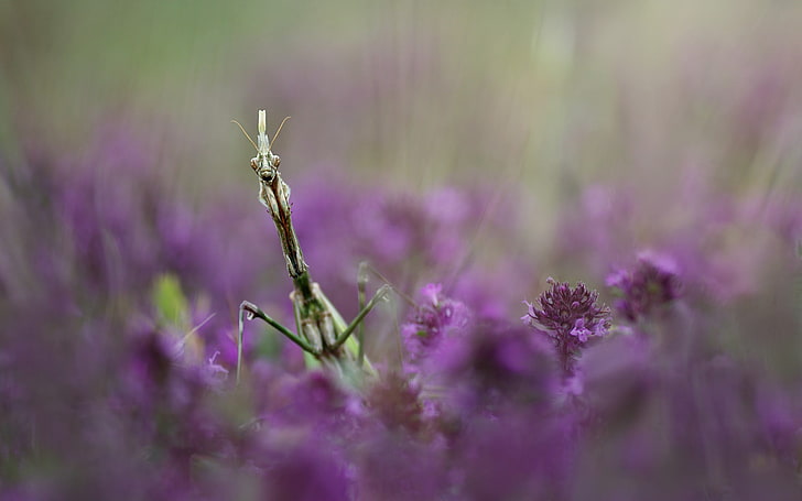 insect, macro, Praying Mantis, flower, flowering plant, purple, HD wallpaper