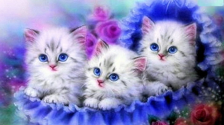 Katze, Blau, Drei, Deutschland, domestic, pets, domestic cat