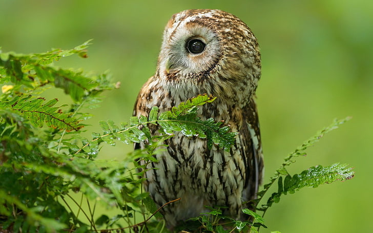 brown owl, birds, predators, branches, bird of Prey, animal, nature, HD wallpaper