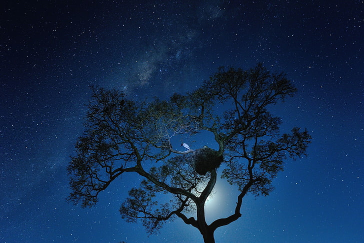 trees, night sky, starry night, birds, star - space, astronomy, HD wallpaper