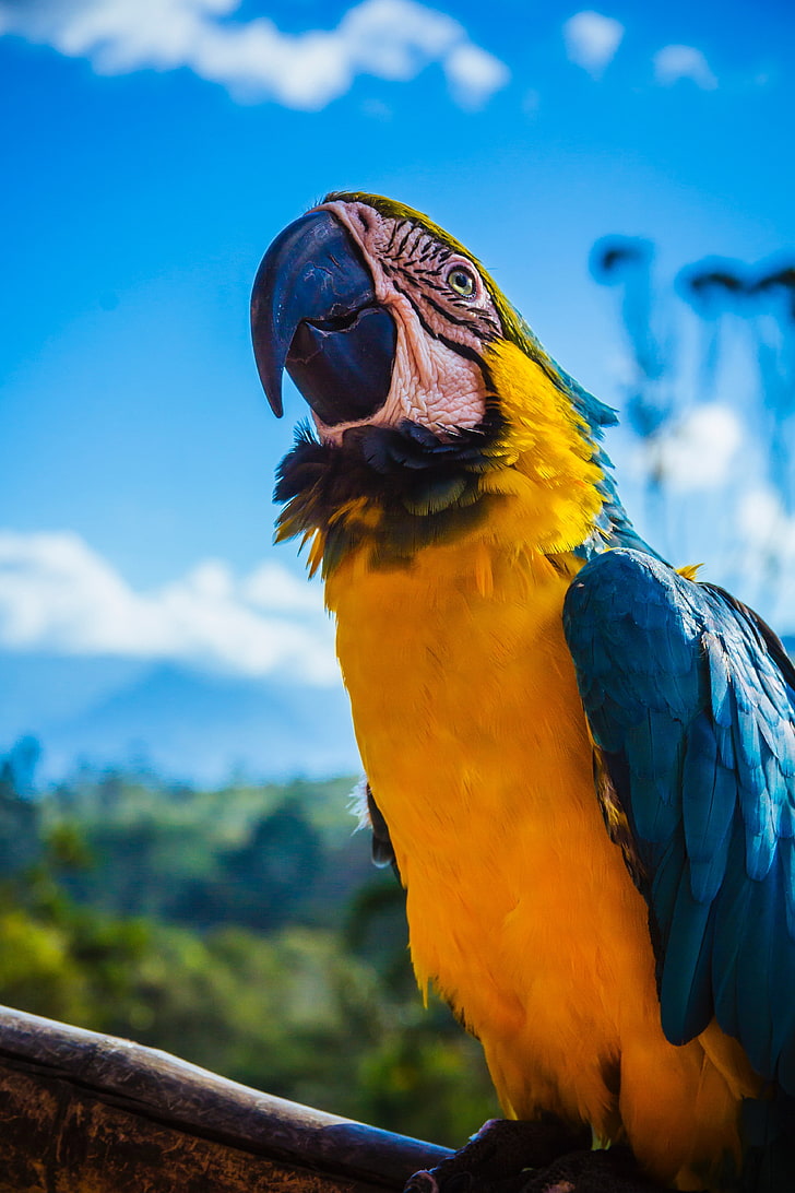 blue and yellow parrot, macaw, bird, color, beak, animal themes, HD wallpaper