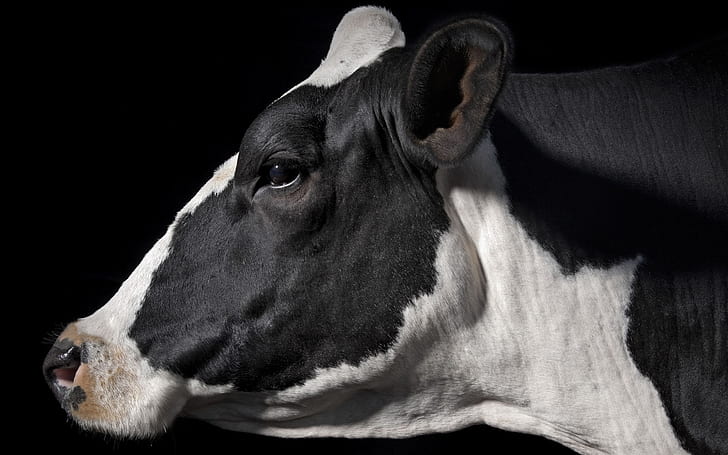 Cow HD, animals