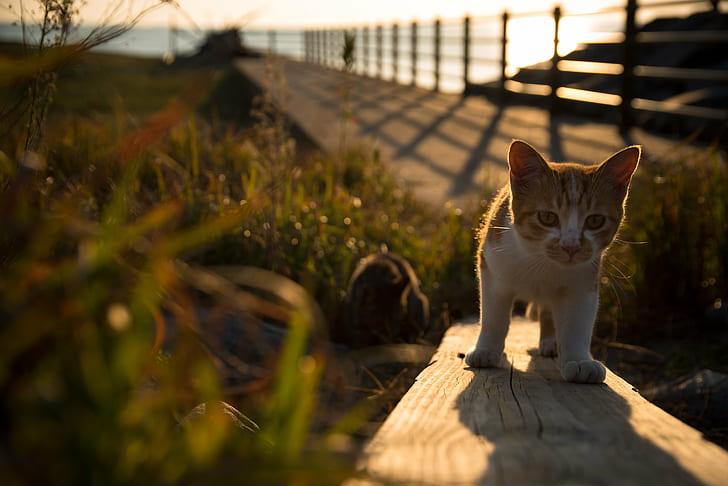 orange tabby cat walking on brown wooden lumber surrounded by green grass