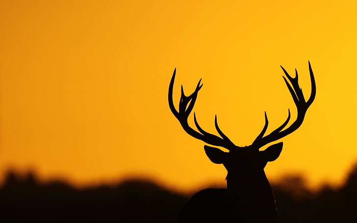 deer, antlers, nature, silhouette, sunset, animal, animal themes, HD wallpaper