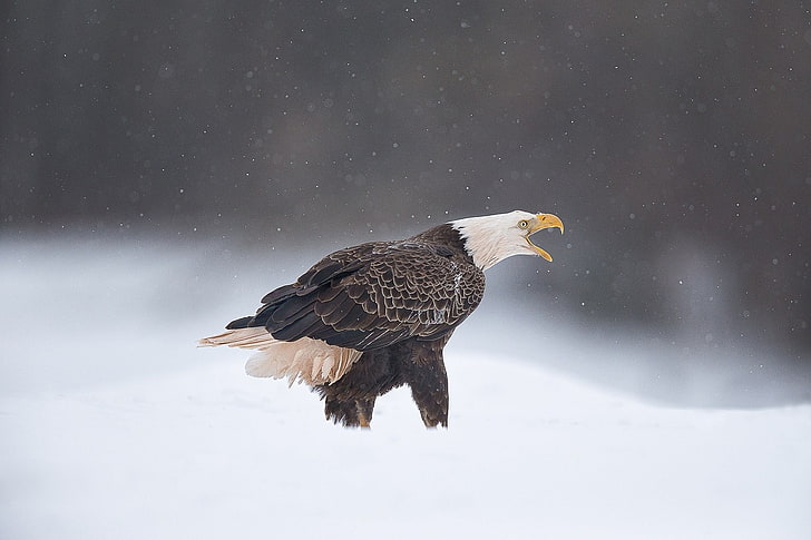 eagle, snow, bird, animals in the wild, winter, animal wildlife, HD wallpaper